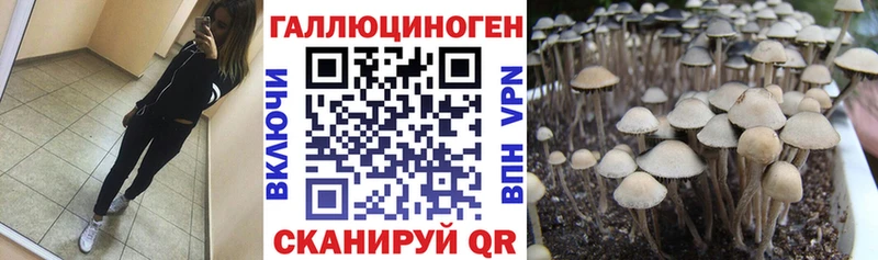 Псилоцибиновые грибы Psilocybine cubensis  Купить  Белокуриха 